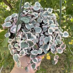 Variegated String Of Hearts 6”💕#2
