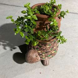 Gorgeous Plant For Shade 
