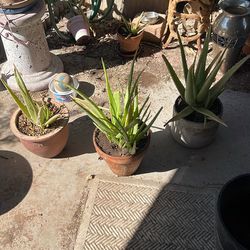 Aloe Vera Plants For $10 Each
