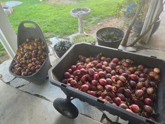 Passion fruit