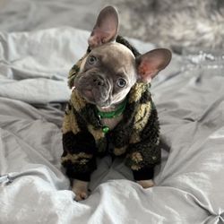 New BAPE Dog Sweater