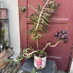 Succulents 