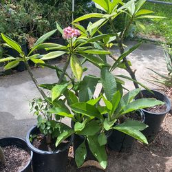 Planta Gran Variedad