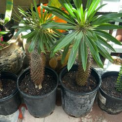 Madagascar Palm Tree