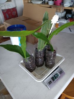 4 Epiphylum Orchid Cactus In Pots $40 -Ship $15 Or Deltona, Fl Pickup 
