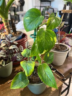 Golden Pothos