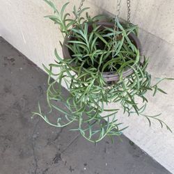 String Of Bananas Hanging Plant 