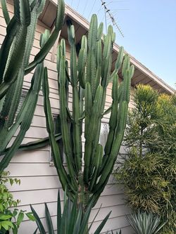 cactus cereus