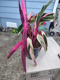 Calathea plants