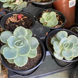 Succulent 