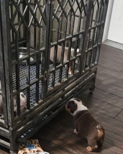 Puppy pen "kennel"