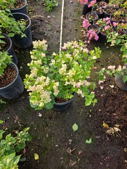 Bougainvillea 5 Gallon Bushes