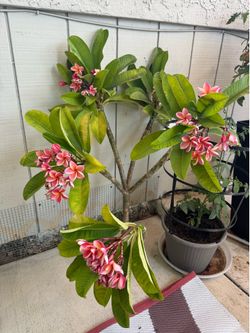 Plumeria