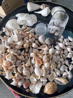 Big lot of tea shells personal collected selection