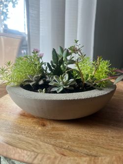 10 inch Cement Succulent Pot with Plants Included