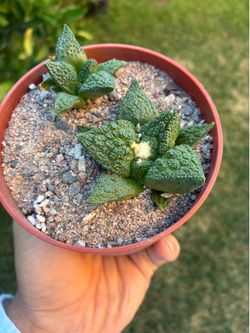 Ariocarpus seed grown pack of 2 cactus plant