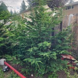 Trees