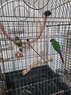 Bird Cage
