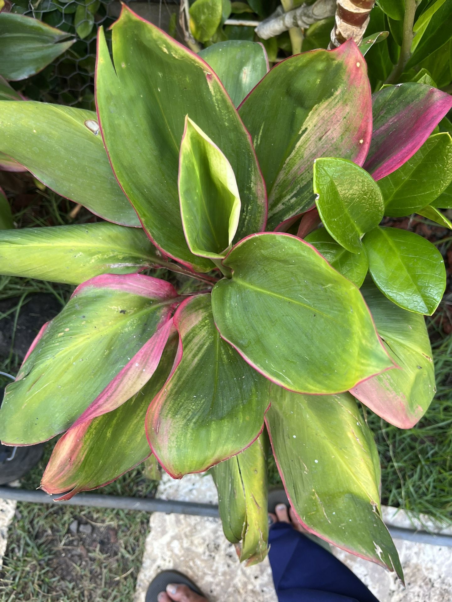 For Sale for Sale in Waianae, HI OfferUp