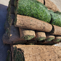 Tall fescue sod per pallet