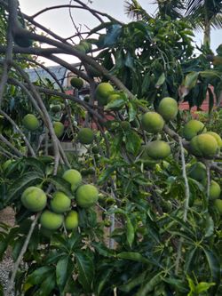 White sapote fruit