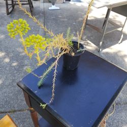 Seduim Plants & More