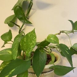 Plant For Home Real For Cleaning Area And Decorating