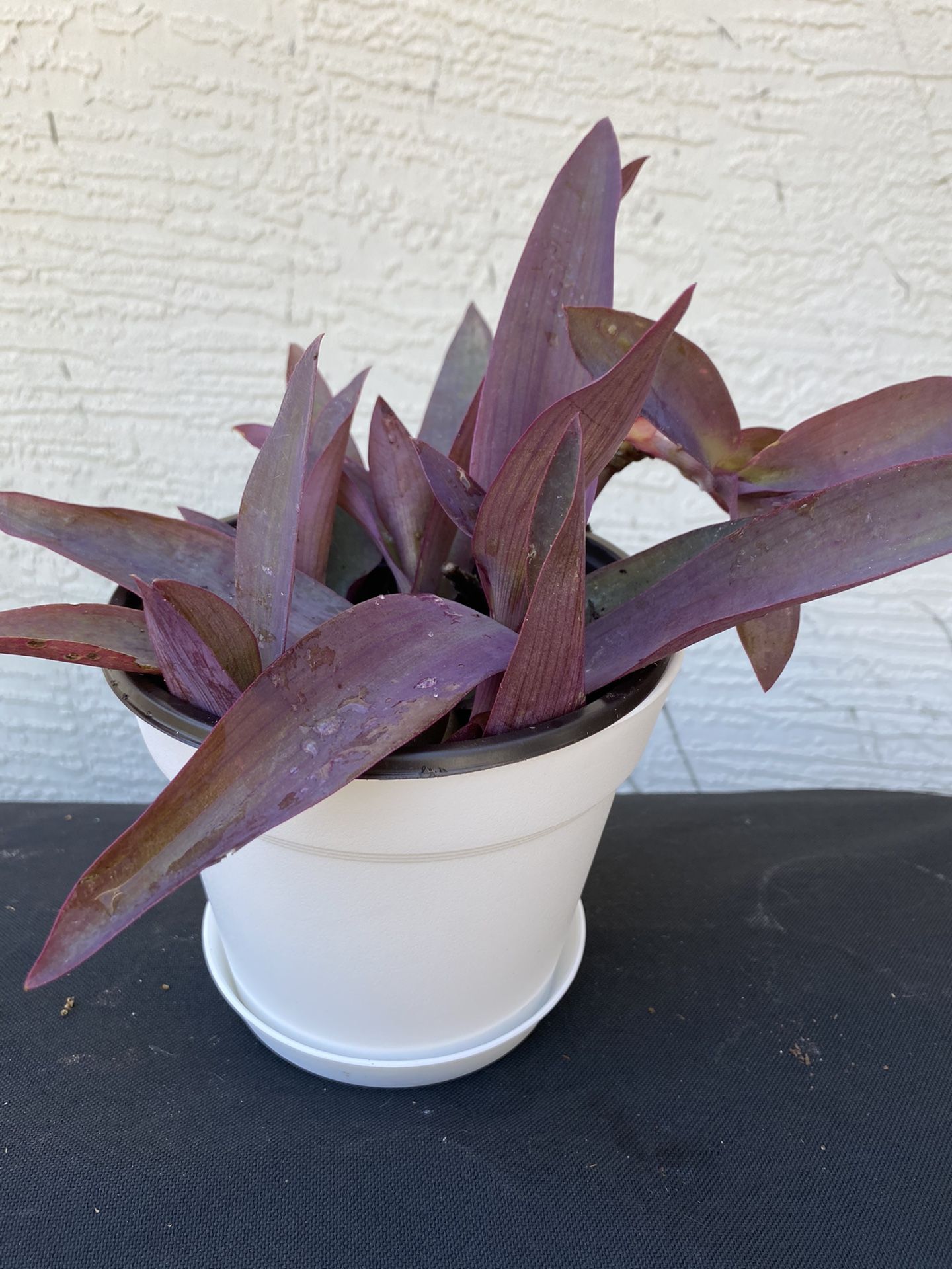 Purple heart plant