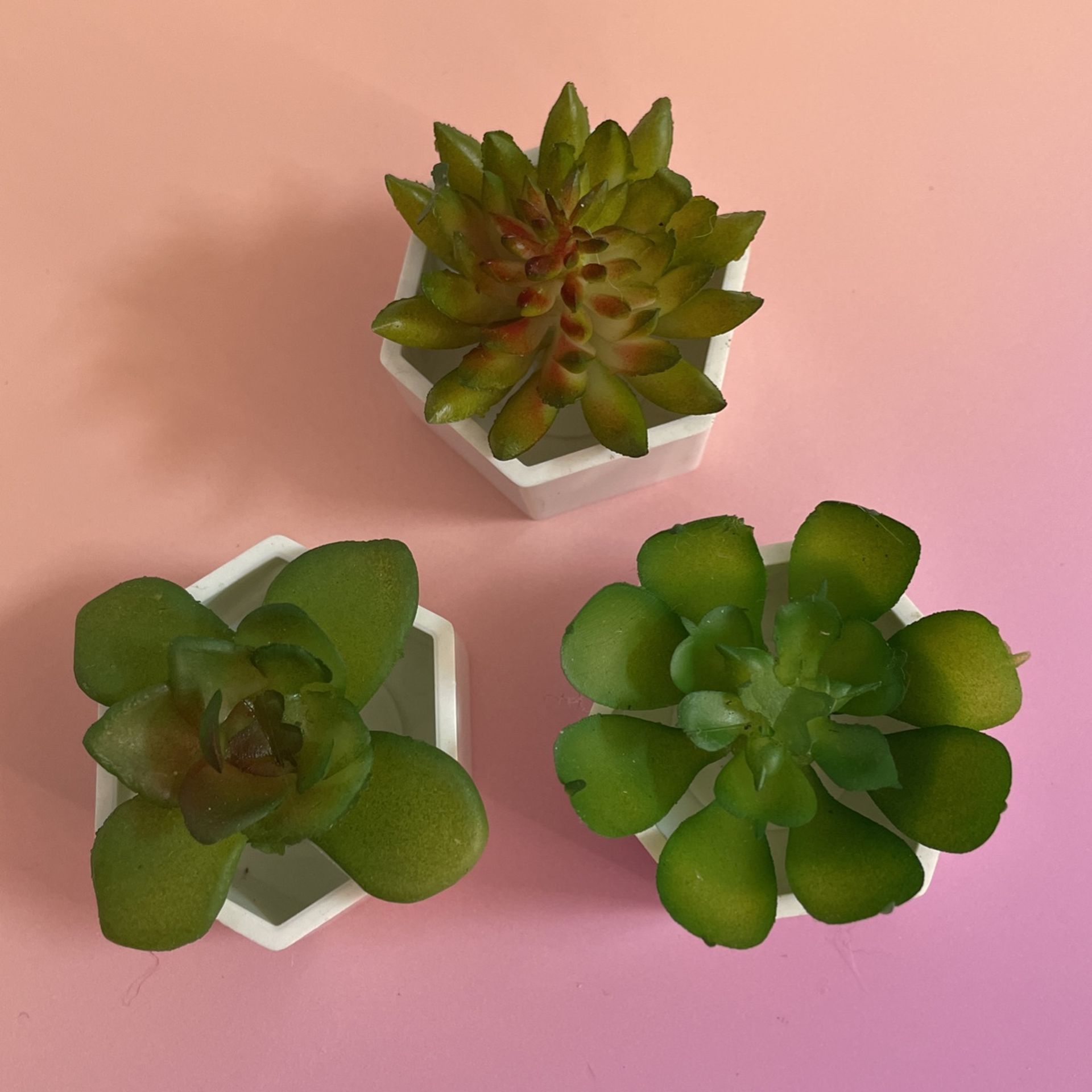 Plant Magnets 