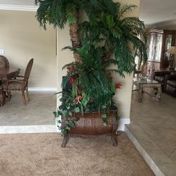 Beautiful, elegant palm tree