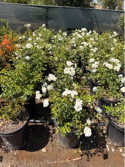 Iceberg rose 15 gal