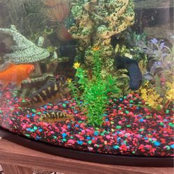 Fish Tank W Fish African Bumblebee Cichlids 