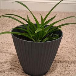 Well Rooted Thriving Houseplant In 8" New Blue Pot 
