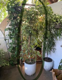 See description**Live tree!!~6ft thick trunk/ variegated Ficus Benjamina; ceramic pot not included;