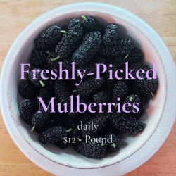 ❗️MULBERRIES ❗️- Freshly picked - Picked daily