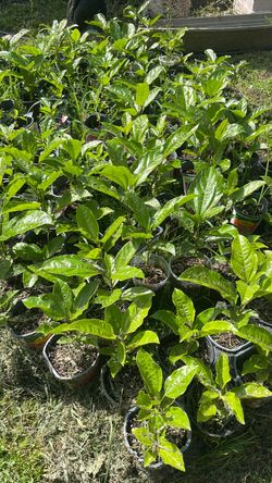 Passion fruit trees $10 each