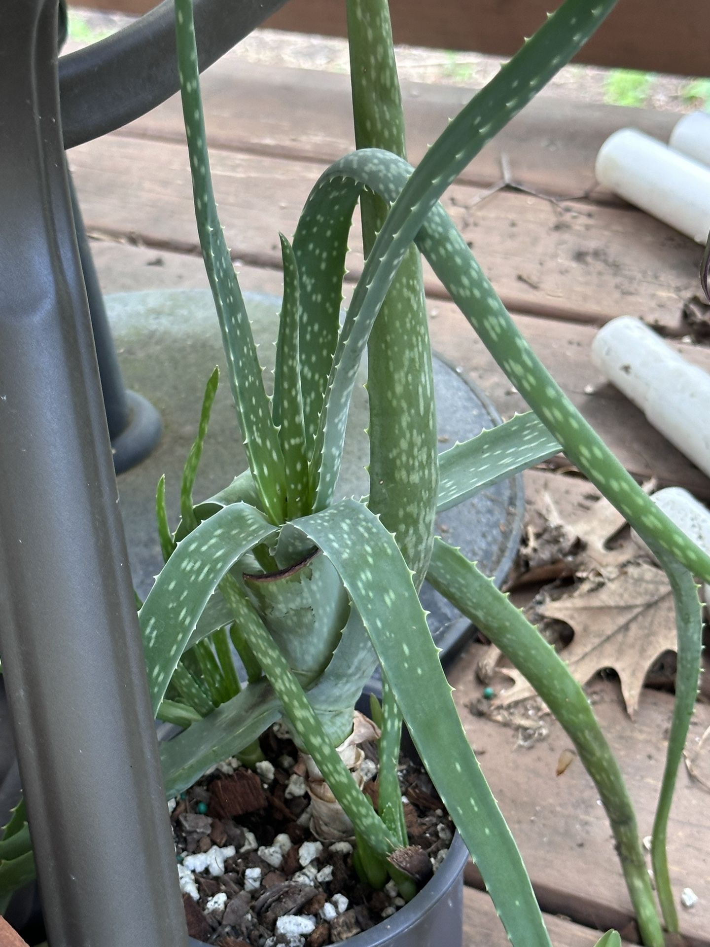 Succulents