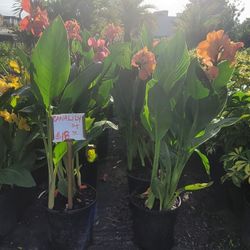 Cana Lily 