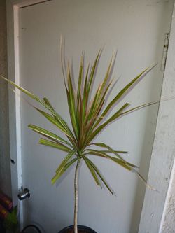 Dracaena Marginata Bi-Color