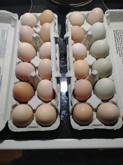 Large Eggs