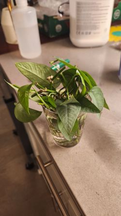 Cebu blue cuttings UNROOTED