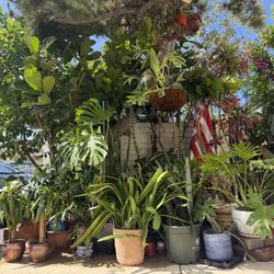 Masterfully Grown Plants And Pots