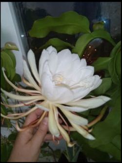 31” Homegrown Epiphyllum Oxypetalum Orchid Cactus - Queen Of The Night  Cactus Plant Houseplant Succulent