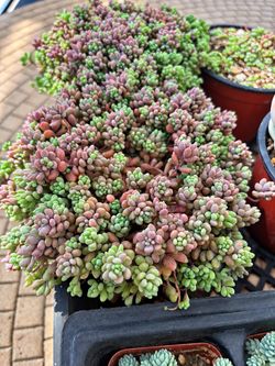 Sedum Dasyphyllum