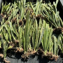 🪴SNAKE PLANTS 🪴 