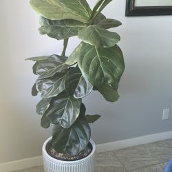 Big Plant ( Vase Not Included)