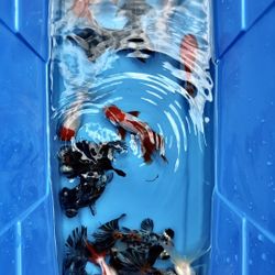 Small Blue Tub For Koi & Fancy Goldfish Viewing