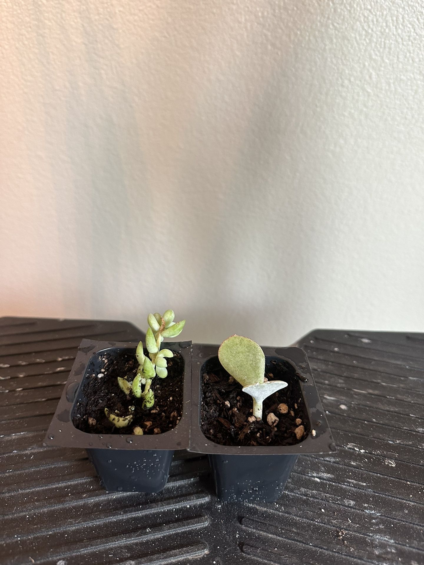 Small Succulents