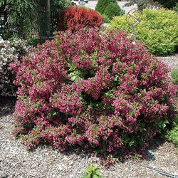 Weigela ‘Minuet’ Perennial Plants 