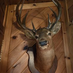Deer head taxidermy